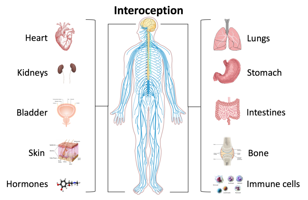 Interoception Concepts In Psychology