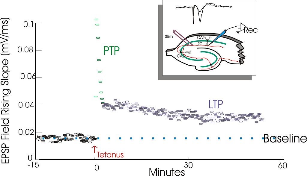 Long-term Potentiation - Psynso